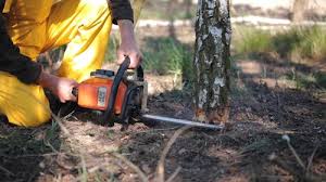 Lakeport, CA Tree Removal and Landscaping Services Company